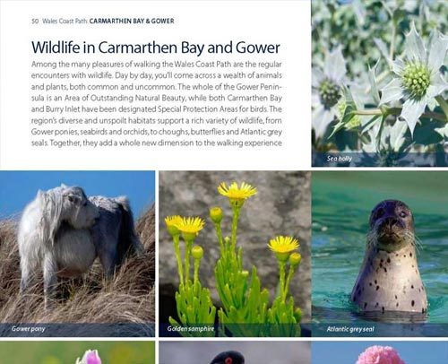 Carmarthen Bay and Gower Coast Path official guide